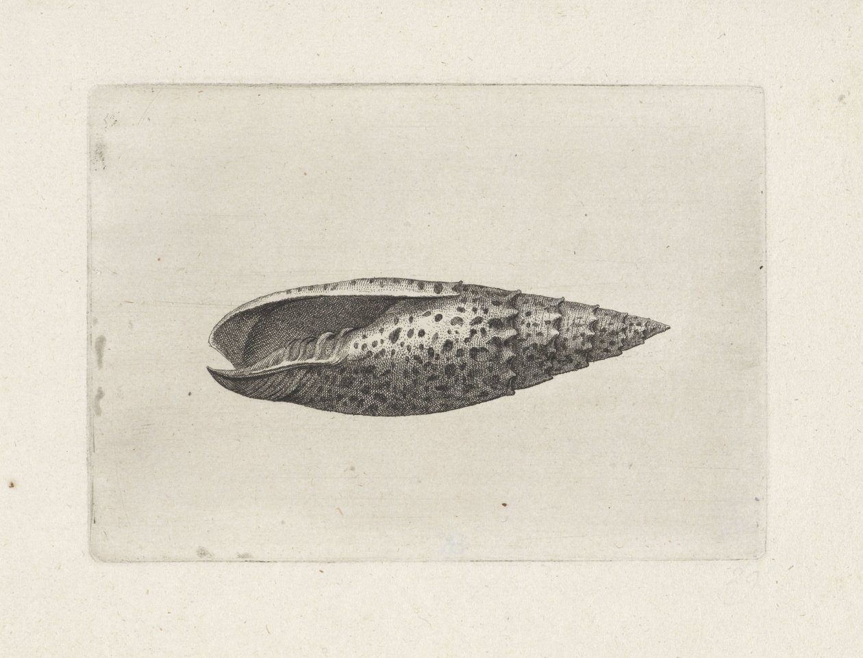 Skal, mitra papalis Skal (serietitel) av Wenceslaus Hollar