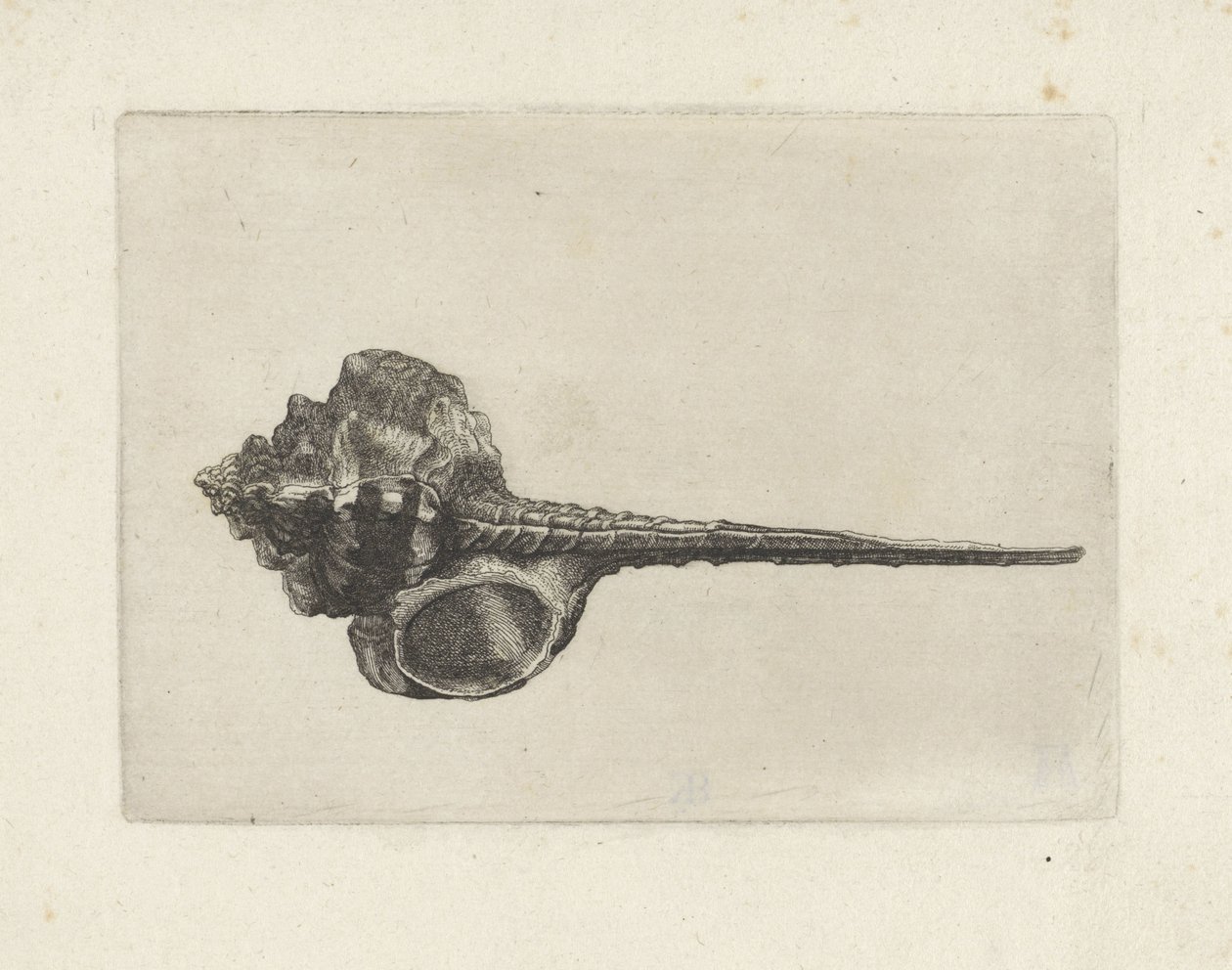 Skal, murex haustellum Skal (serietitel) av Wenceslaus Hollar