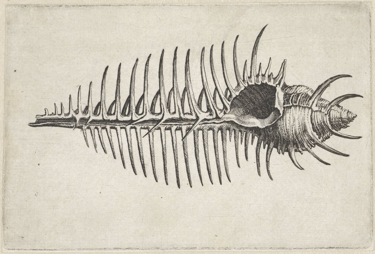 Skal, murex pecten Skal (serietitel) av Wenceslaus Hollar