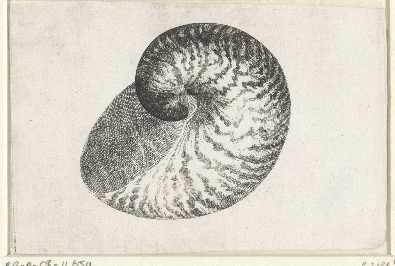 Skal, nautilus pompilius Skal (serietitel) av Wenceslaus Hollar