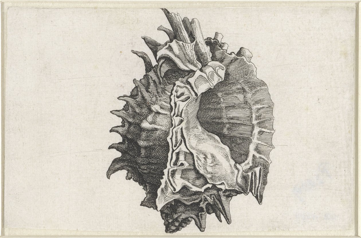 Skal, phyllonotus erythrostomus Skal (serietitel) av Wenceslaus Hollar
