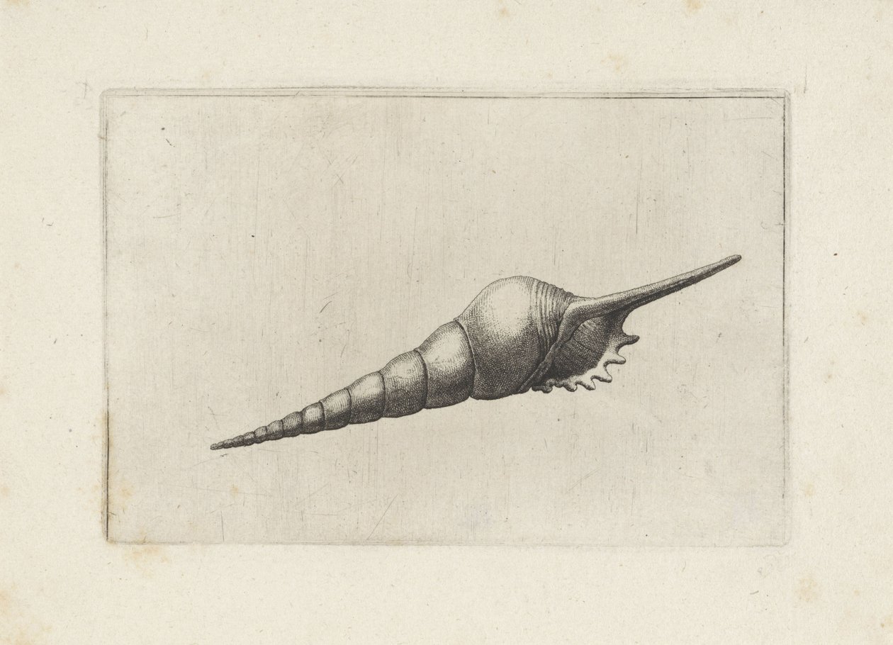 Schelp, flöjtspindel melanocheilus Schelpen (serietitel) av Wenceslaus Hollar