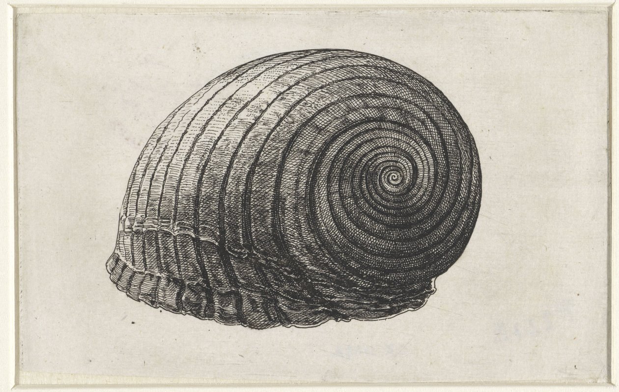 Skal, tonna galea Skal (serietitel) av Wenceslaus Hollar