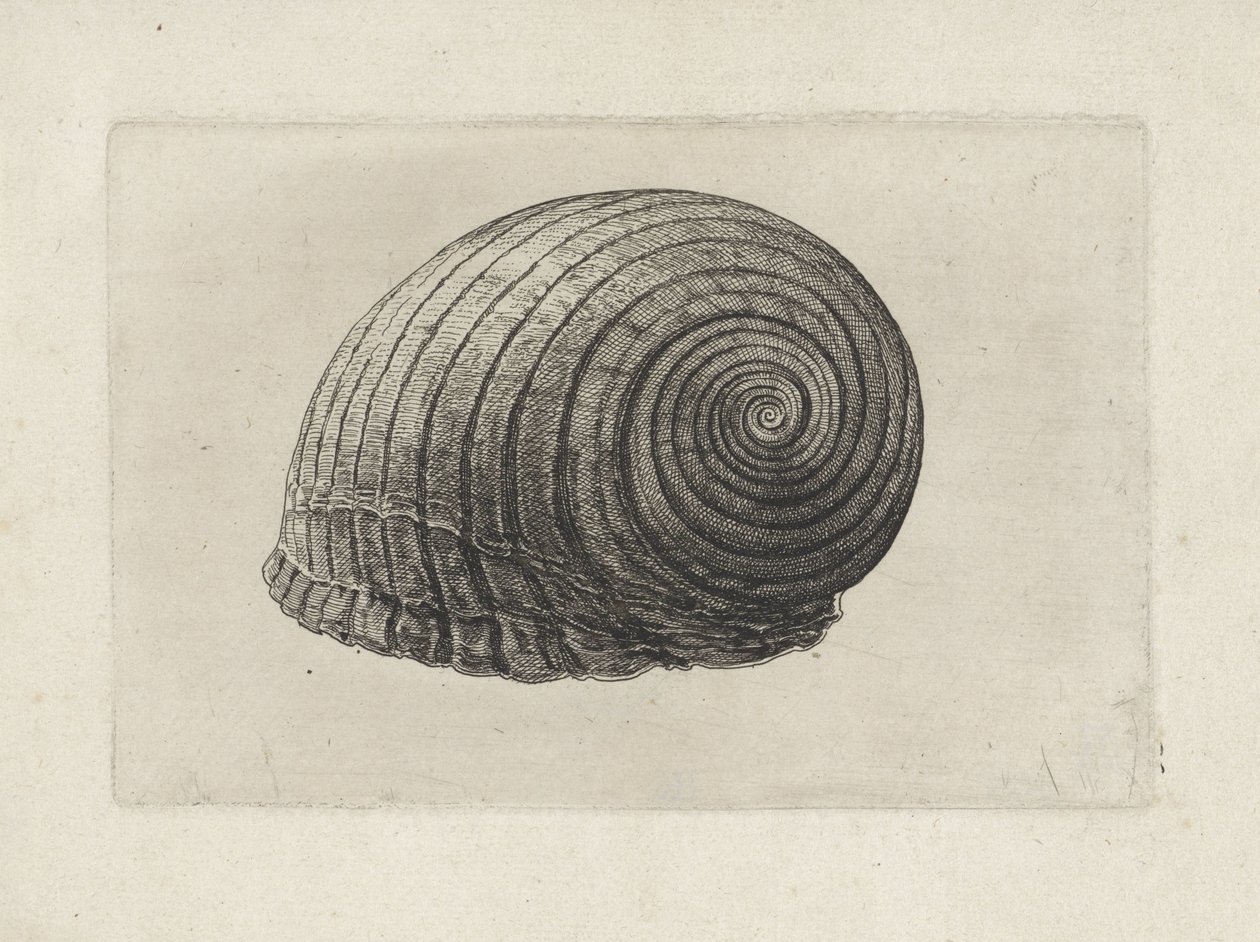 Skal, tonna galea Skal (serietitel) av Wenceslaus Hollar