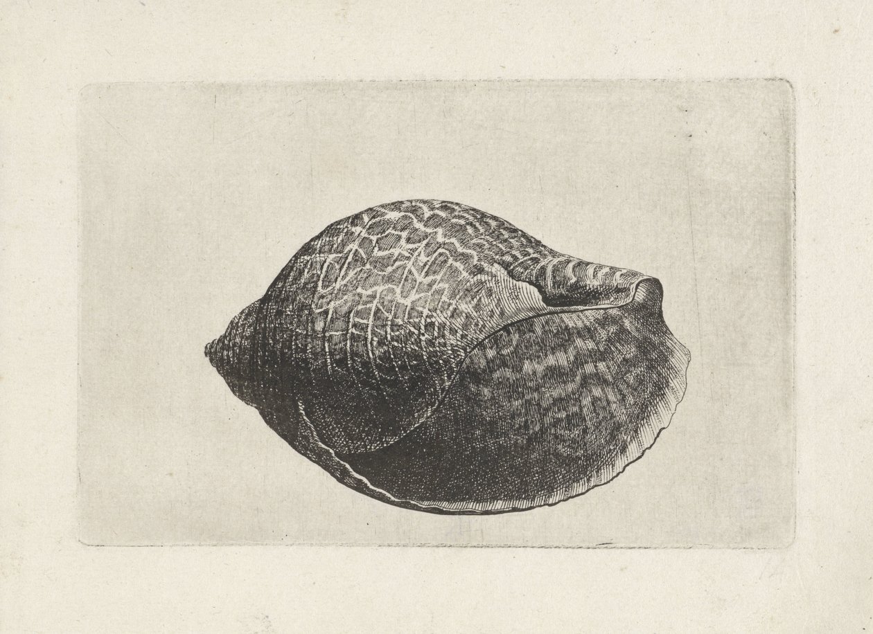 Skal, tonna perdix Skal (serietitel) av Wenceslaus Hollar