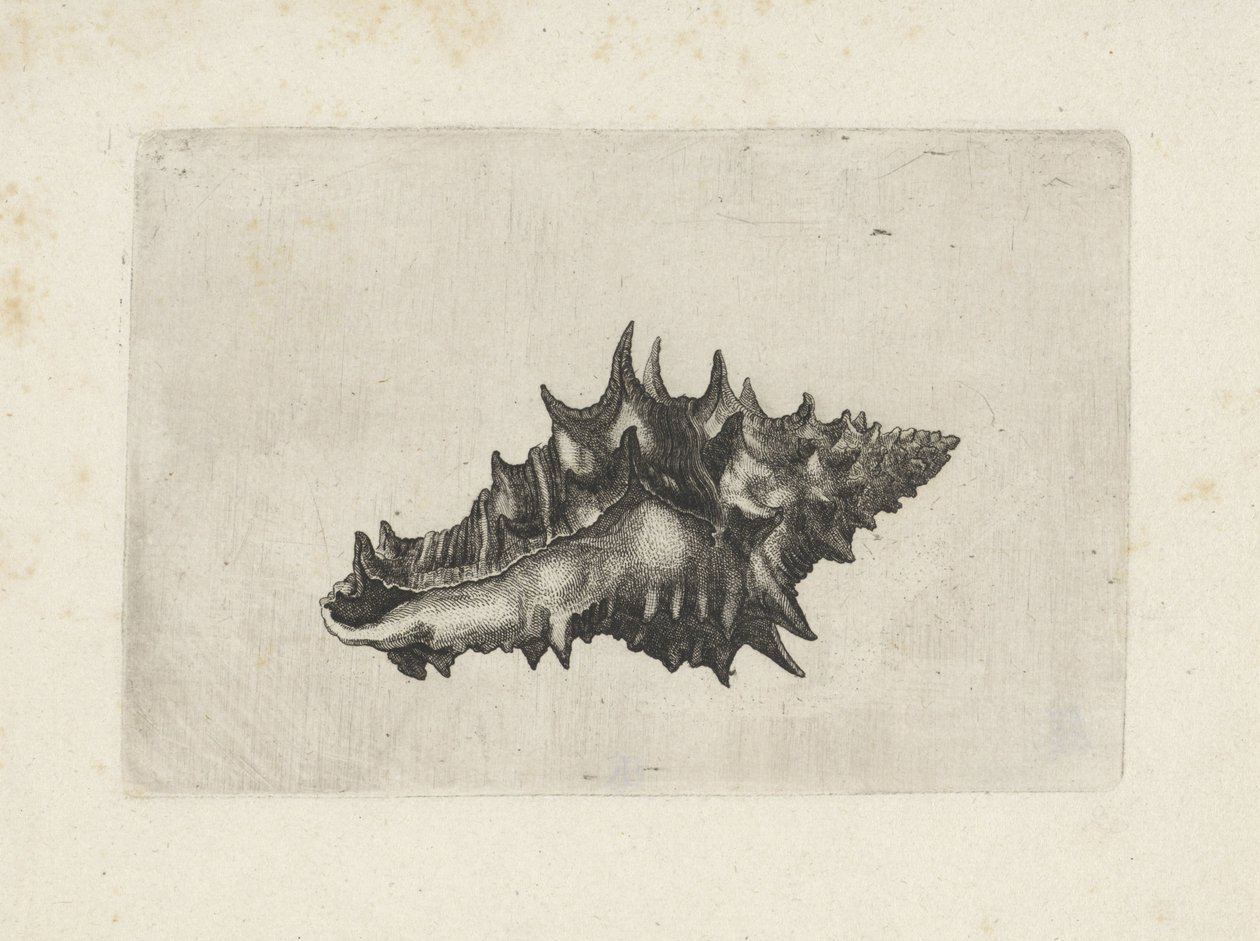 swedish av Wenceslaus Hollar