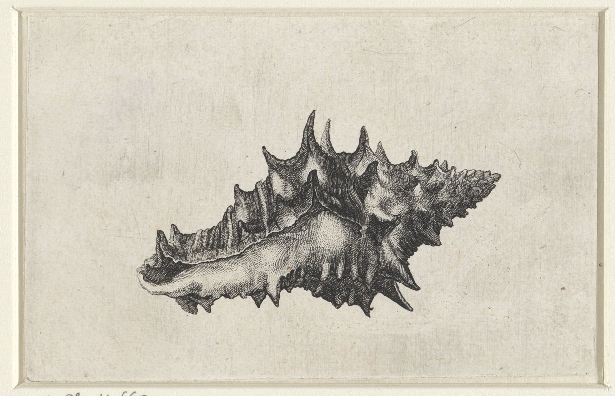 Skal, vasum keramik Skal (serietitel) av Wenceslaus Hollar