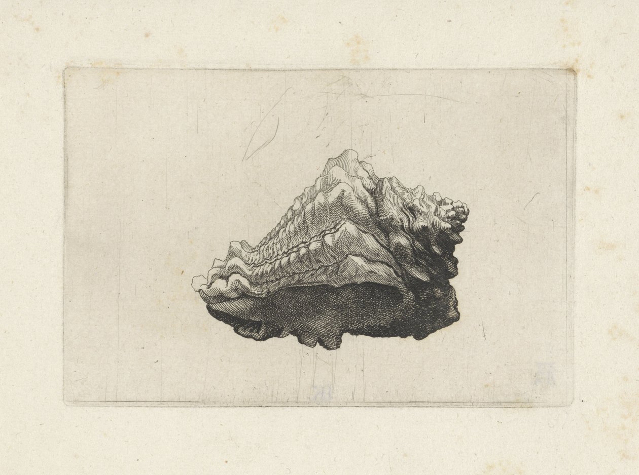 Skal, vasum muricatum född Skal (serietitel) av Wenceslaus Hollar