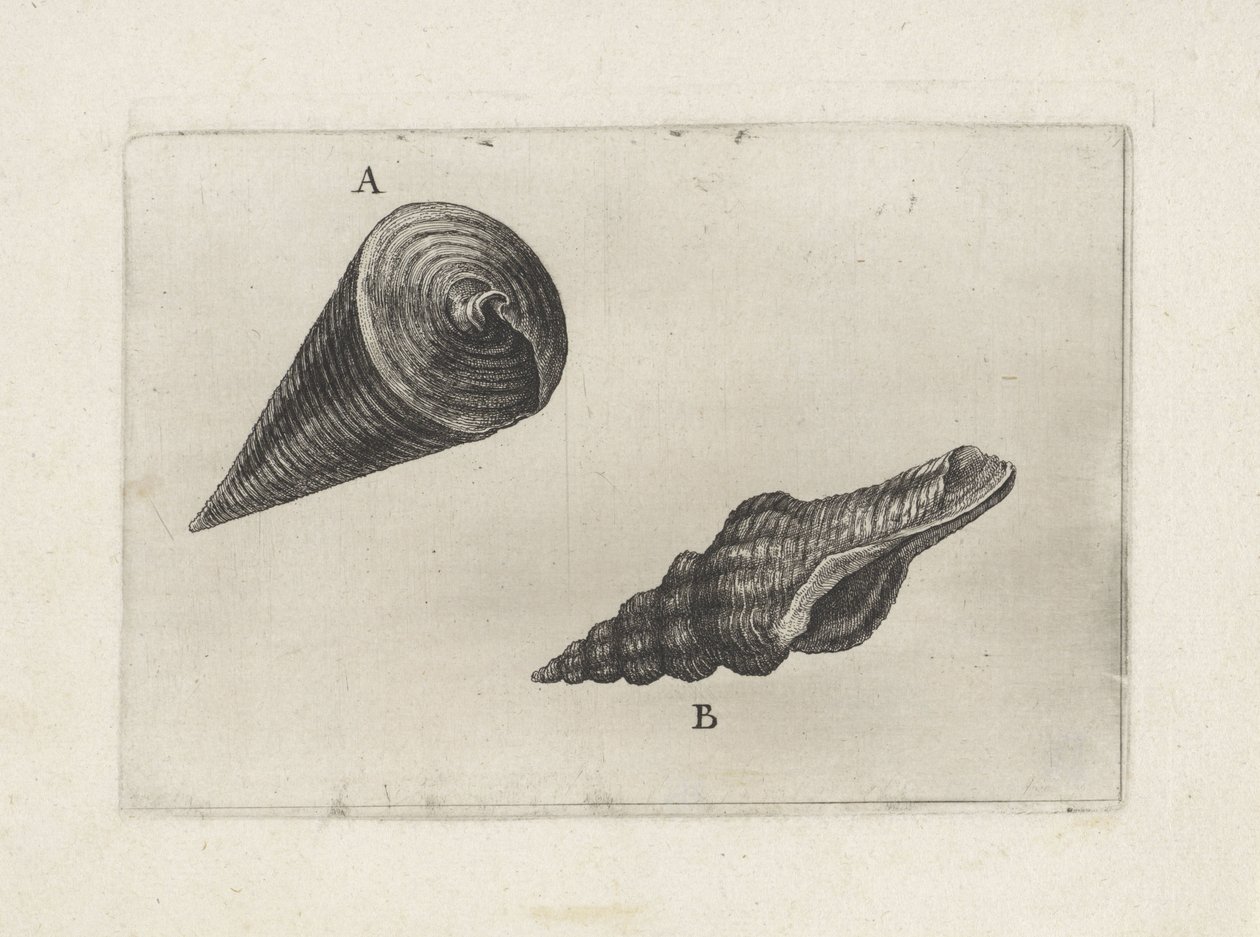 Skal, telescopium telescopium (A) och fusinus laticostatus (B) Skal (serietitel) av Wenceslaus Hollar
