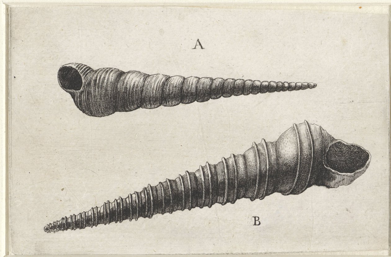 Skal, turritella terebra (A) och turritella duplicata (B) Skal (serietitel) av Wenceslaus Hollar
