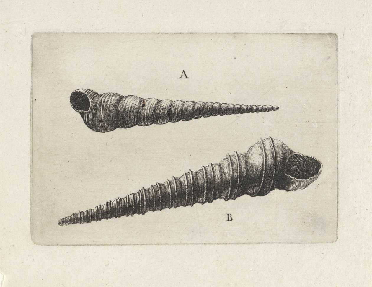 Skal, turritella terebra (A) och turritella duplicata (B) Skal (serietitel) av Wenceslaus Hollar