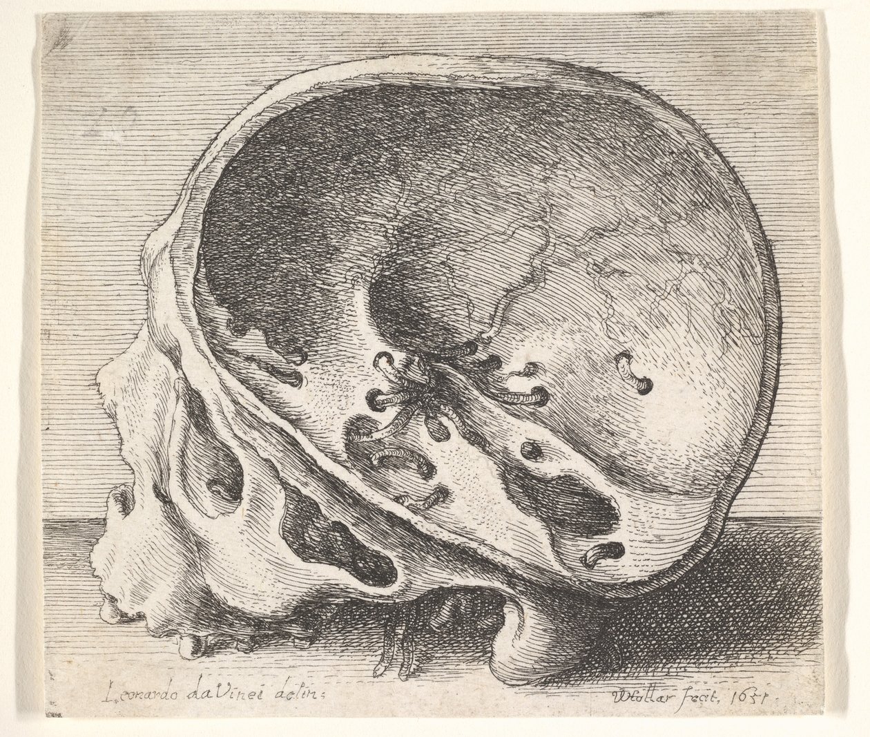 Sektionerad skalle i profil till vänster med vänster sida av kraniet borttagen, 1651. av Wenceslaus Hollar