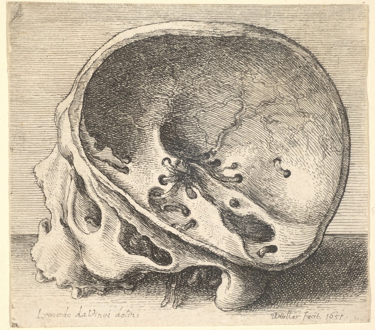 Sektionerad skalle i profil till vänster med vänster sida av kraniet borttagen, 1651. av Wenceslaus Hollar