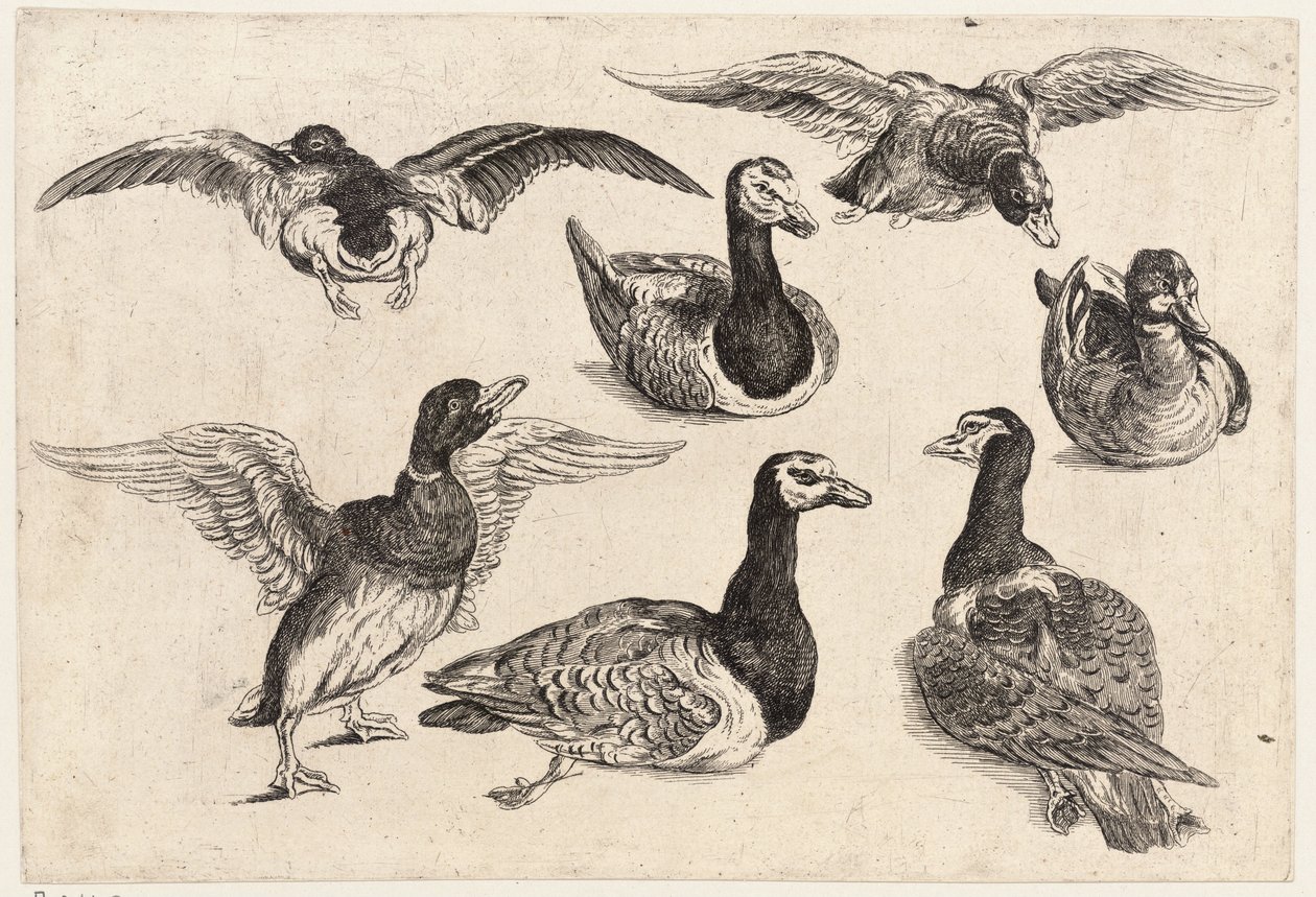 Sju ankor av Wenceslaus Hollar