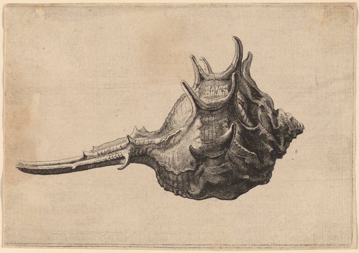 Skal (Murex brandaris) av Wenceslaus Hollar
