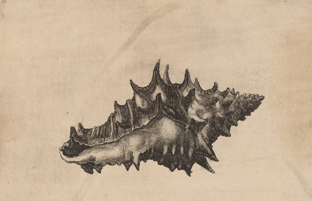 Shell Vasum ceramicum, ca. 1645. av Wenceslaus Hollar