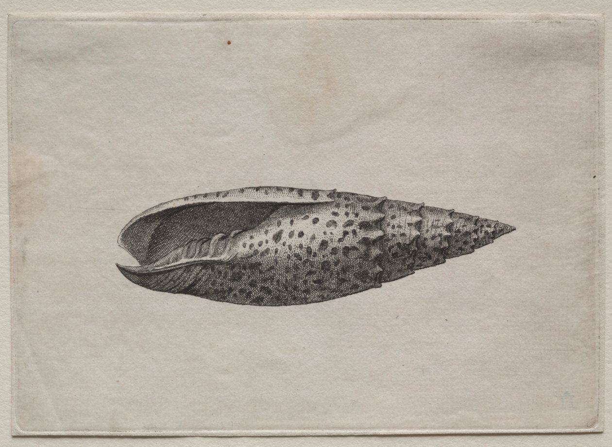 Skal: Mitra Polishes, ca. 40-talet. av Wenceslaus Hollar