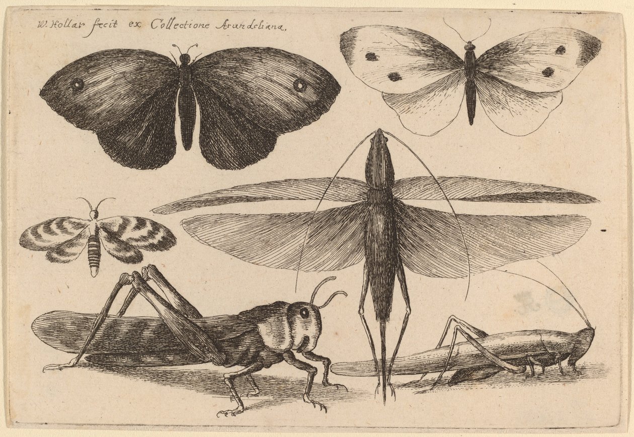 Sex insekter av Wenceslaus Hollar