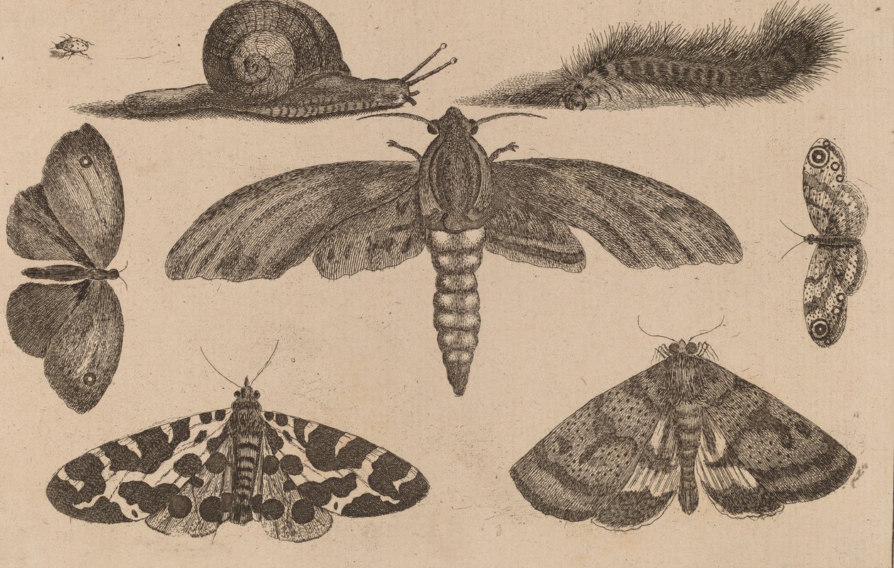 Sex insekter, en larv och en snigel. av Wenceslaus Hollar