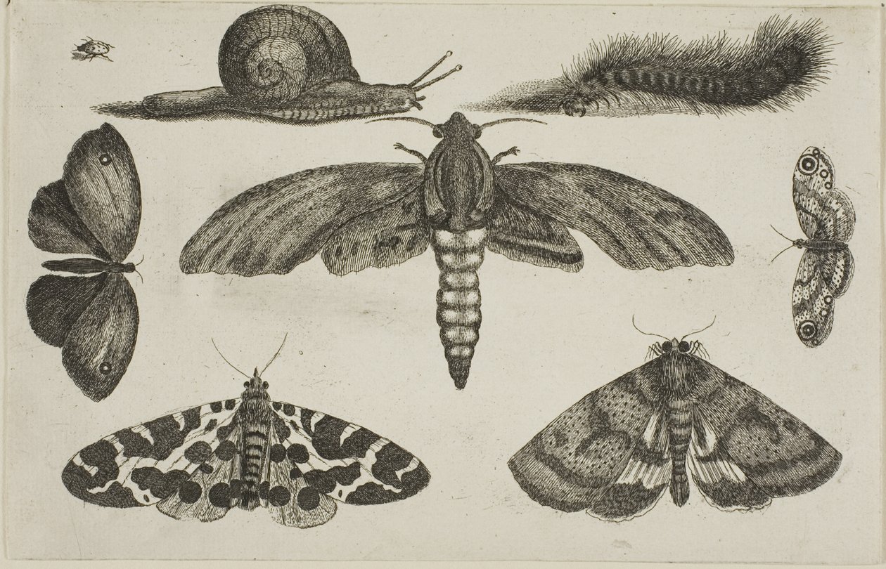 Sex insekter, en larv och en snigel av Wenceslaus Hollar