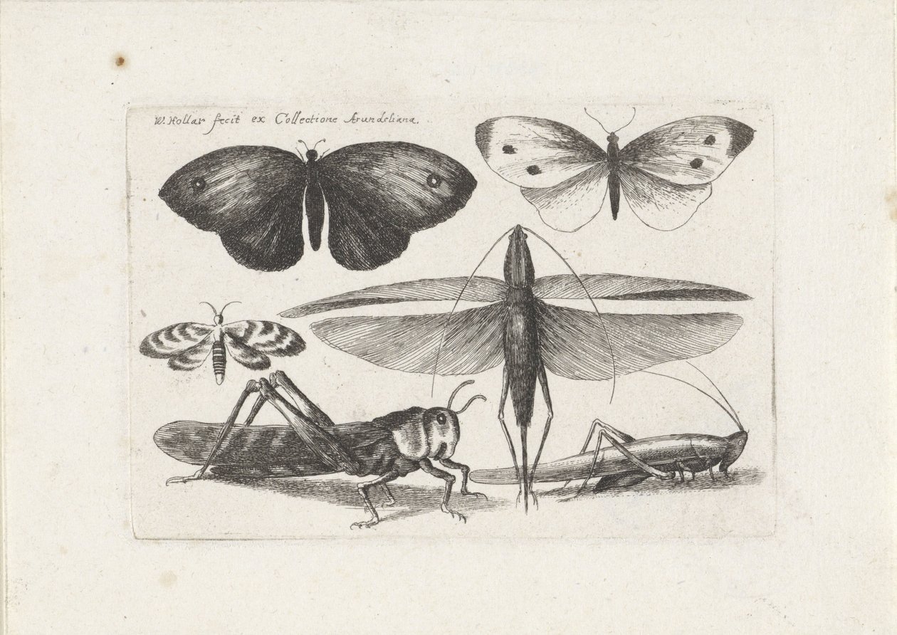 Gräshoppor och fjärilar Insekter (serietitel) Muscarum Scarabeorum (serietitel) av Wenceslaus Hollar