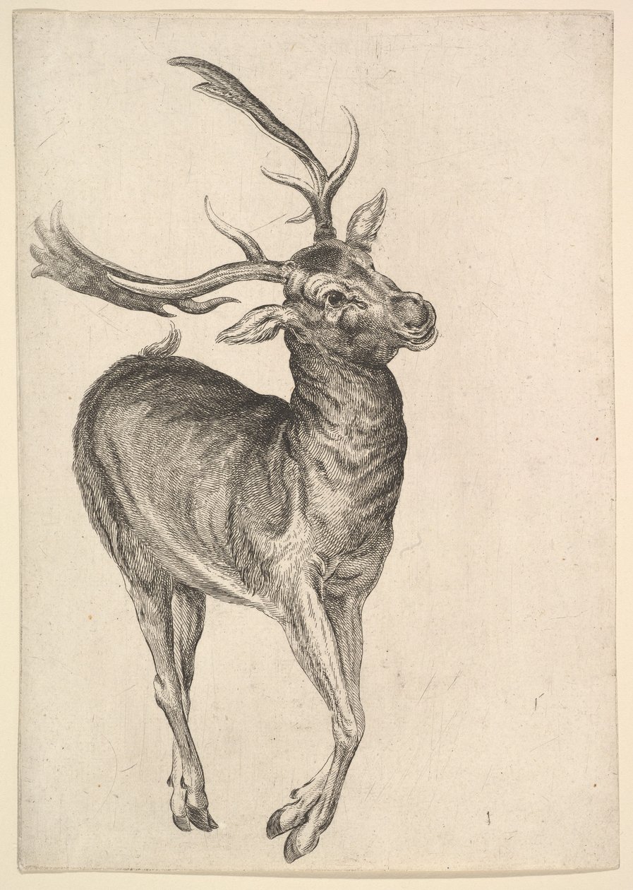 Stag, 1625-77. av Wenceslaus Hollar
