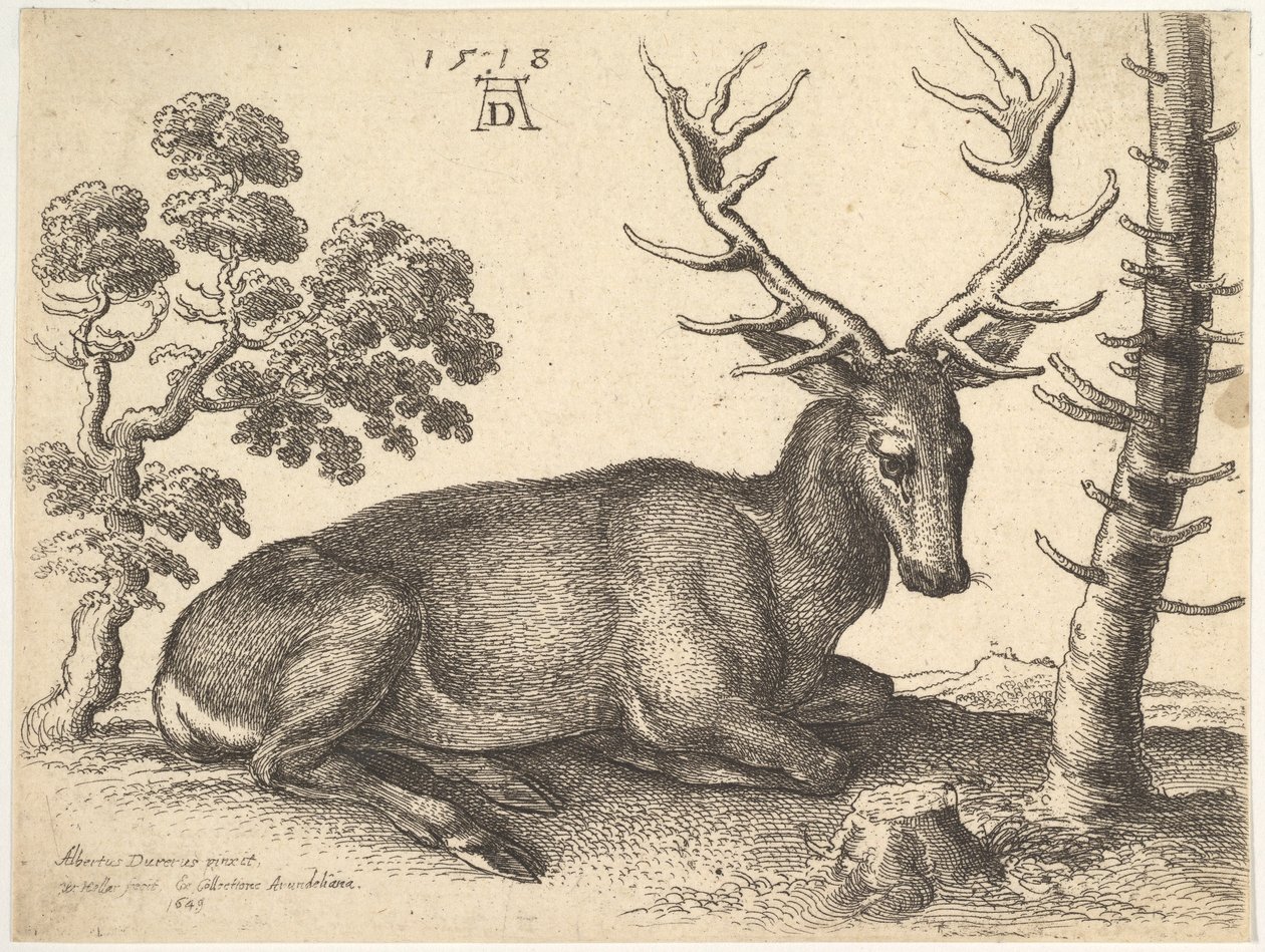 Stag liggande till höger, 1649. av Wenceslaus Hollar