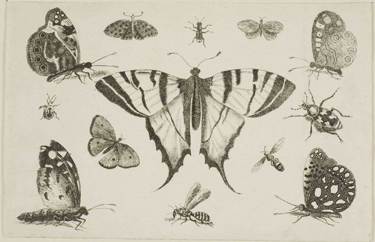 Svalstjärtad fjäril och tolv andra insekter av Wenceslaus Hollar