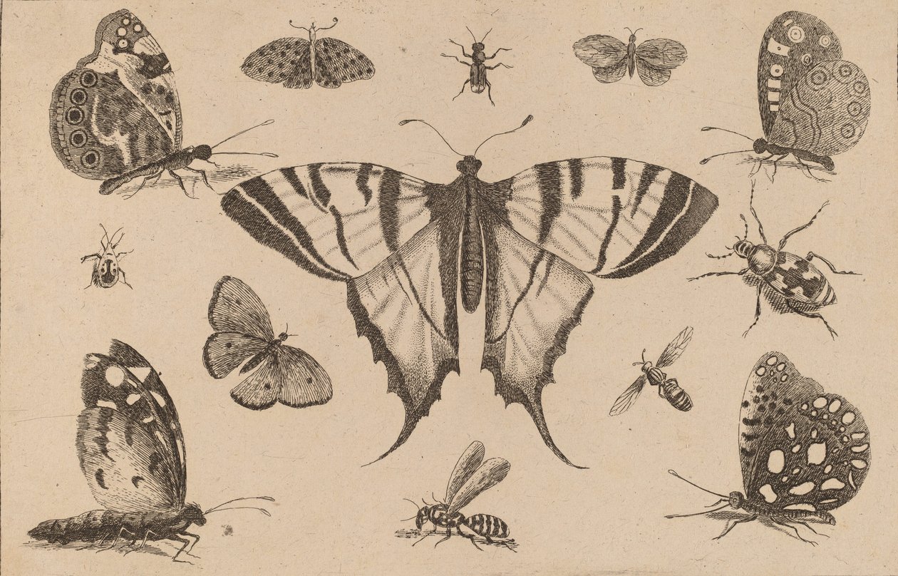 Svalstjärtsfjäril och tolv andra insekter. av Wenceslaus Hollar