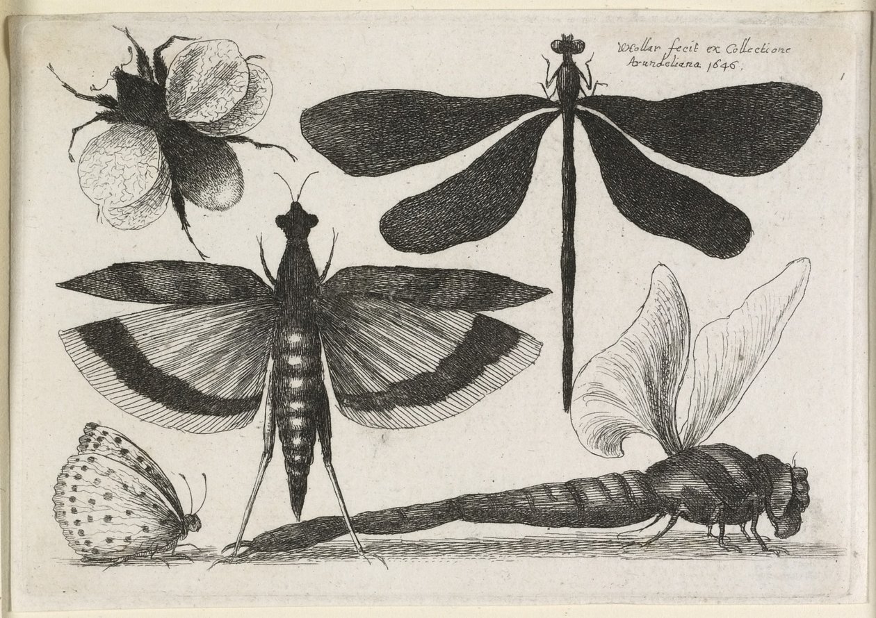 Fjärilar, en av tolv, 1646 av Wenceslaus Hollar