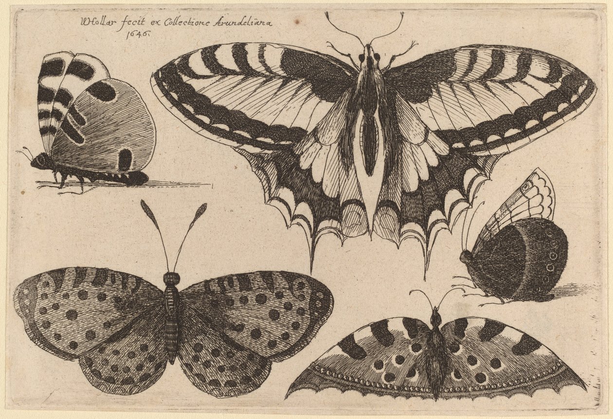 Tre fjärilar och två malar av Wenceslaus Hollar