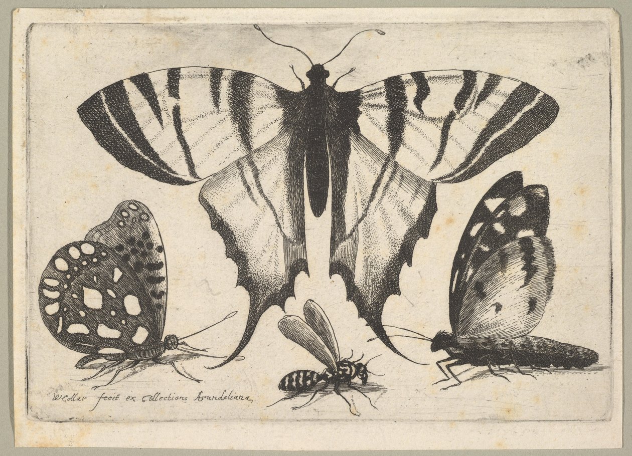 Tre fjärilar och en geting, 1646. av Wenceslaus Hollar