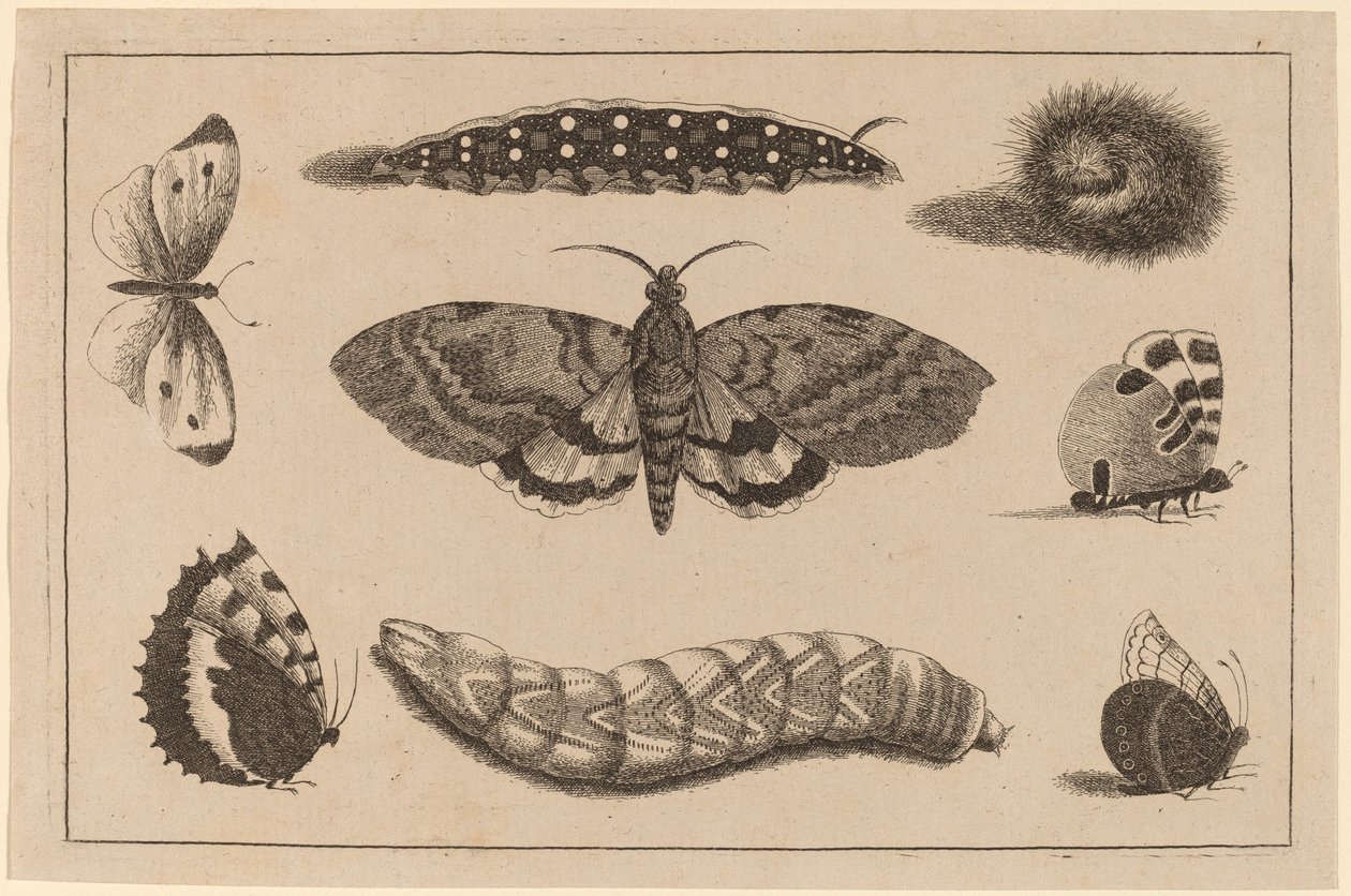 Tre larver, en mal och fyra fjärilar av Wenceslaus Hollar