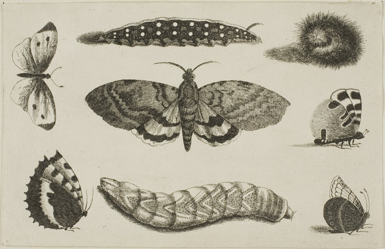 Tre larver, en mal och fyra fjärilar av Wenceslaus Hollar