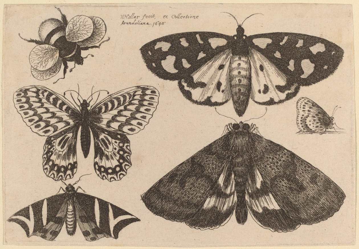 Tre malar, två fjärilar och en humla av Wenceslaus Hollar