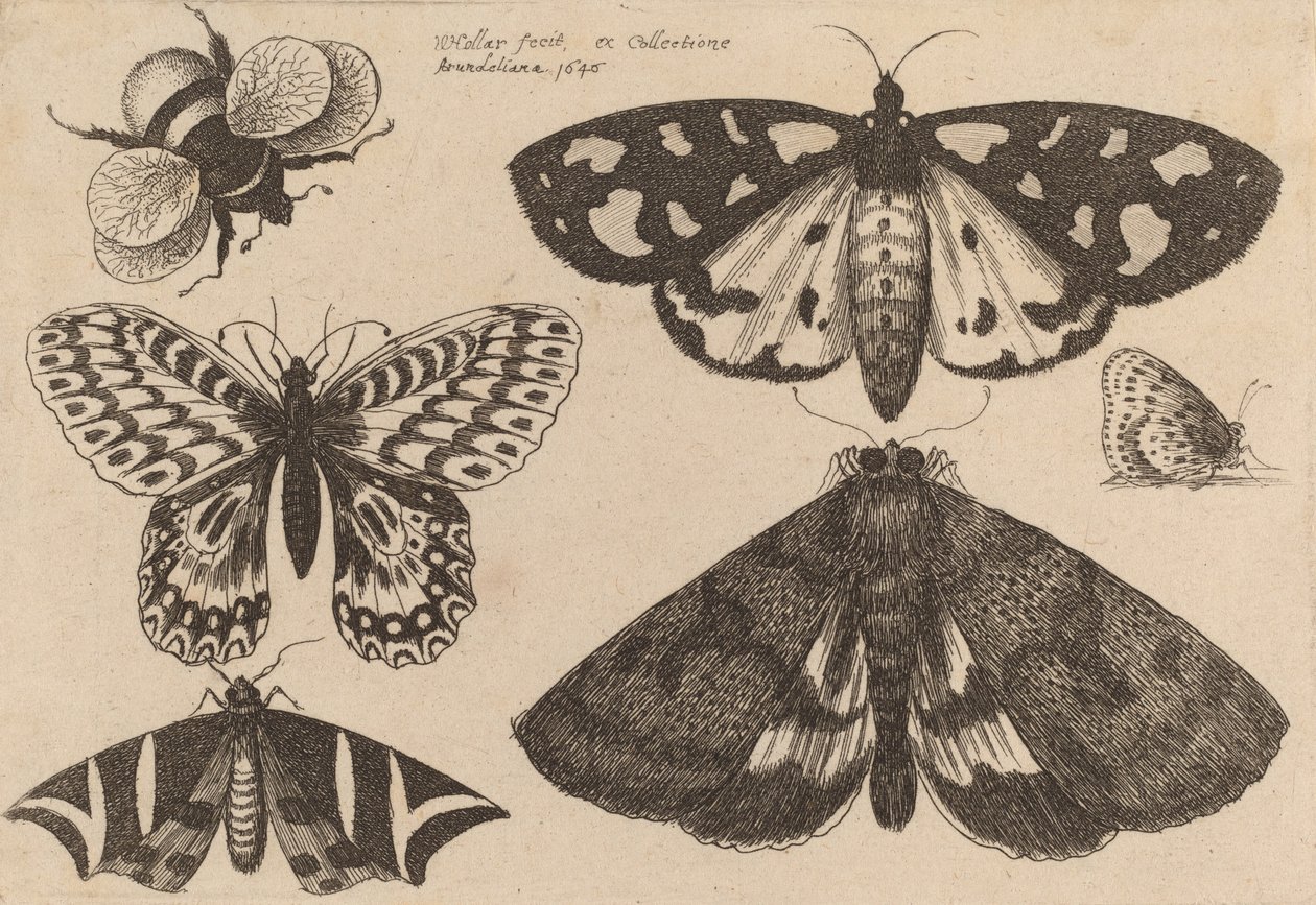 Tre malar, två fjärilar och en humla, 1646. av Wenceslaus Hollar