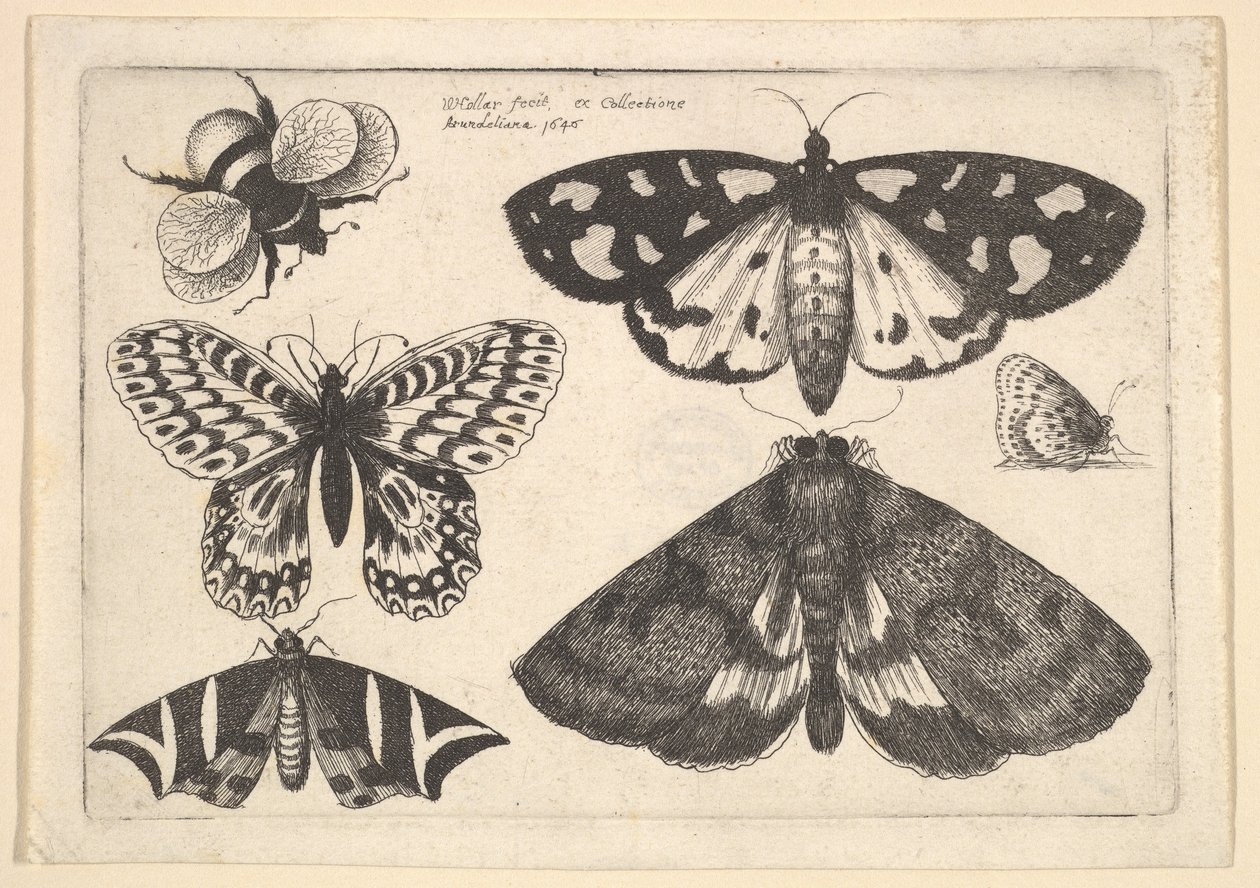 Tre nattfjärilar, två fjärilar och en humla, 1646. av Wenceslaus Hollar