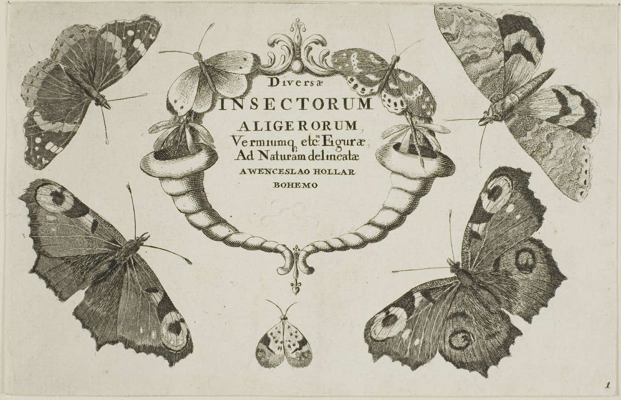 Titelsida från Diverse insekter av Wenceslaus Hollar