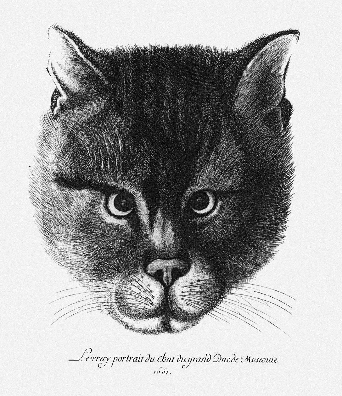 Sann bild av tsaren Alexis I Mikhailovichs katt av Ryssland av Wenceslaus Hollar