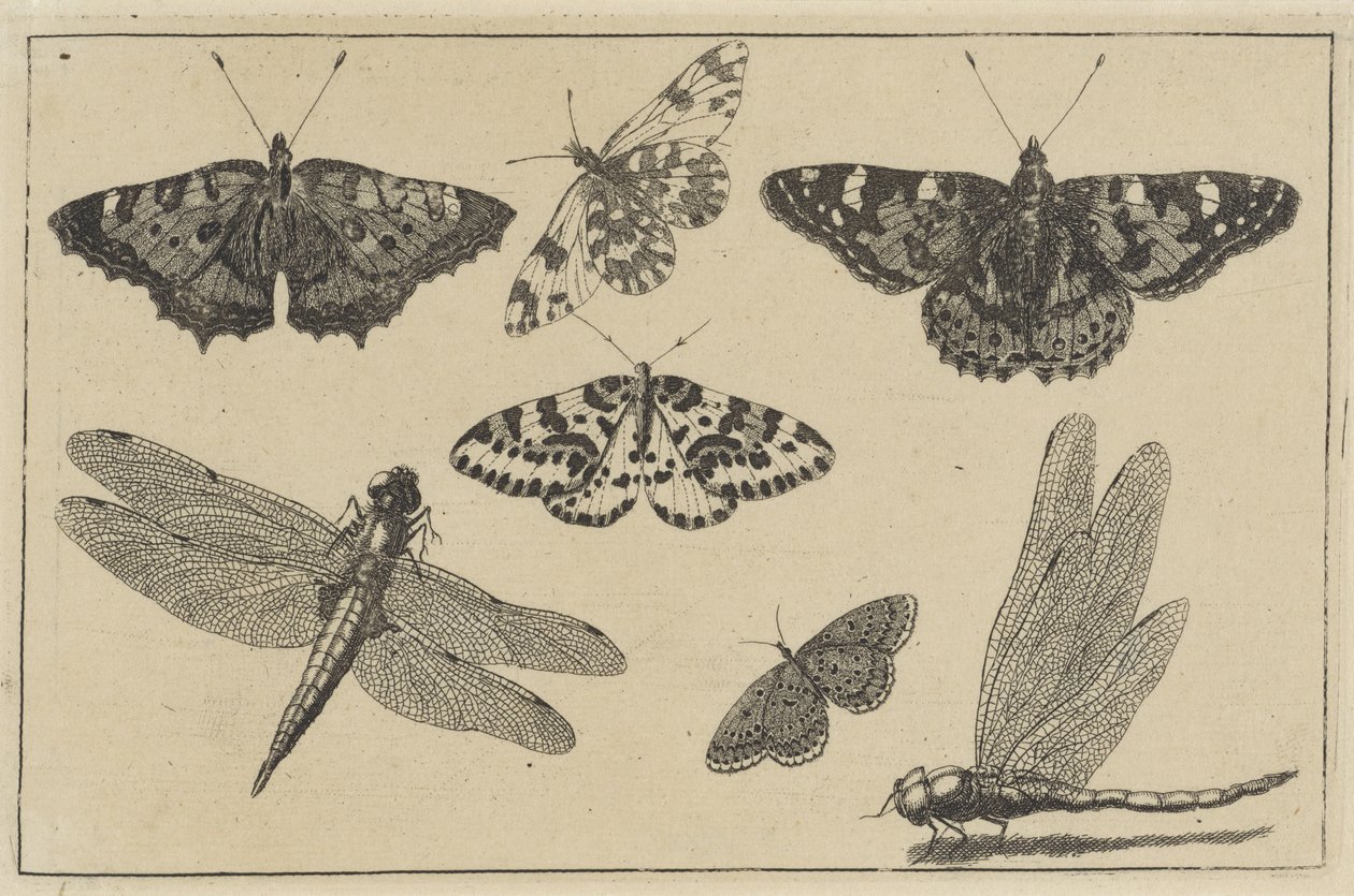 Två trollsländor och fem fjärilar Olika insekter (serietitel) Diversae Insectorum (serietitel) av Wenceslaus Hollar