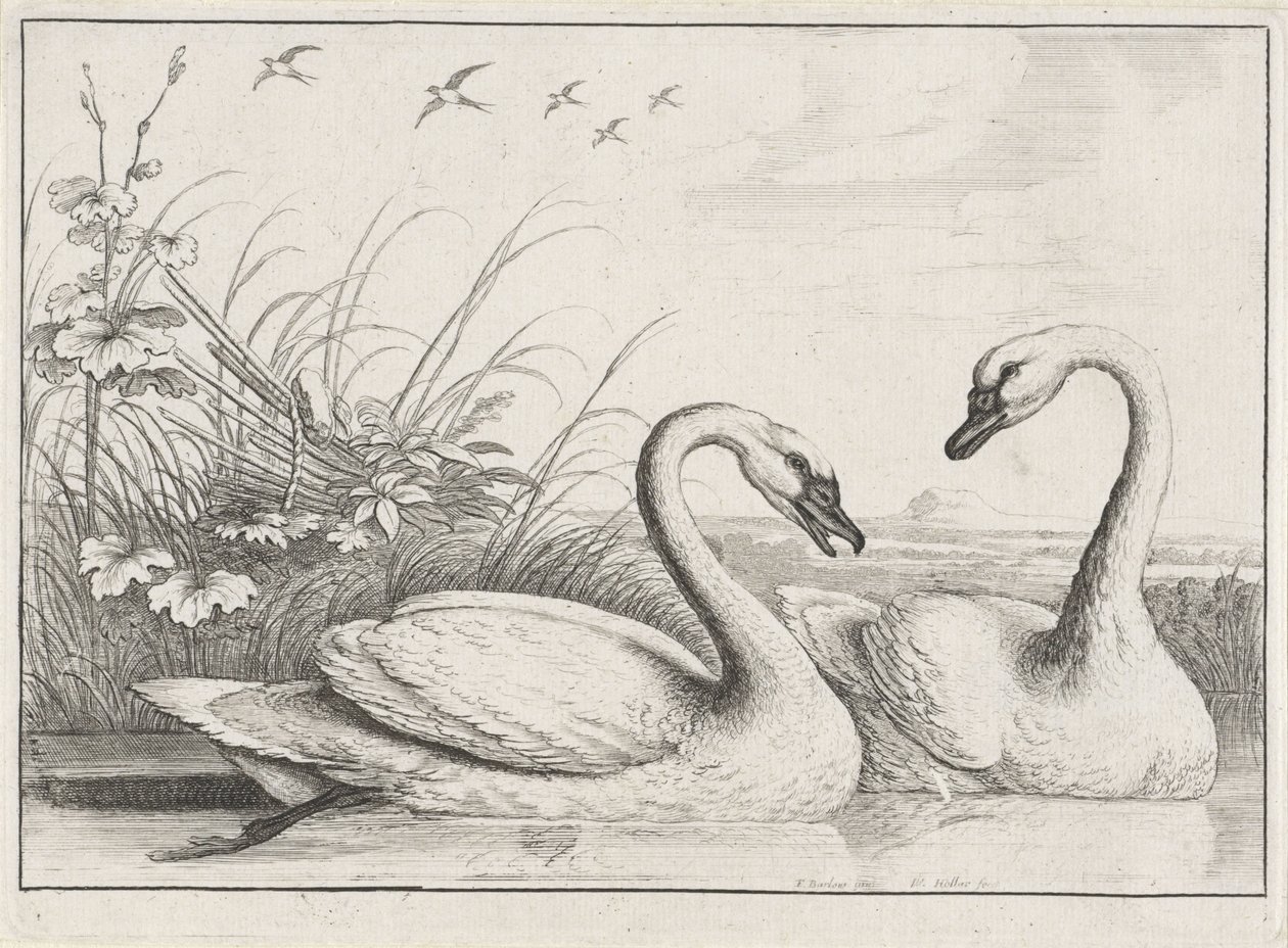 två svanar Diversae avium arter (serietitel) Olika fåglar (serietitel) av Wenceslaus Hollar
