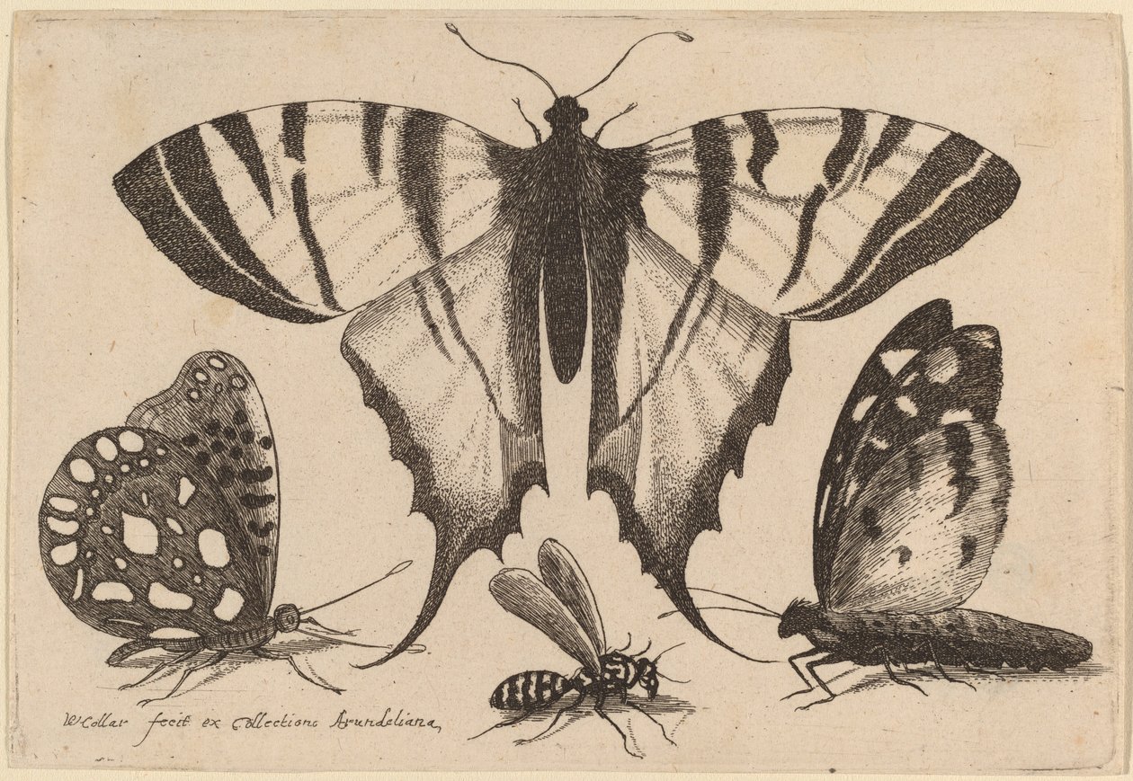 Två fjärilar, en geting och en mal av Wenceslaus Hollar