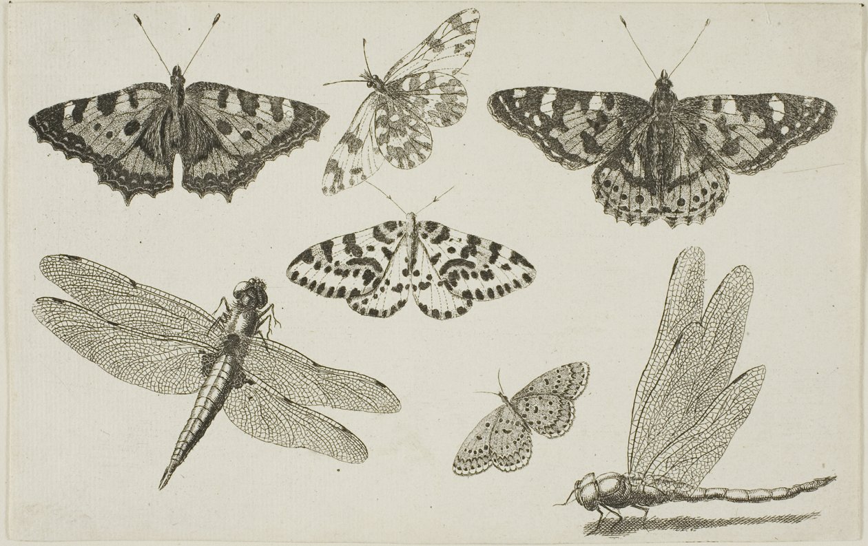 Två trollsländor och fem fjärilar av Wenceslaus Hollar