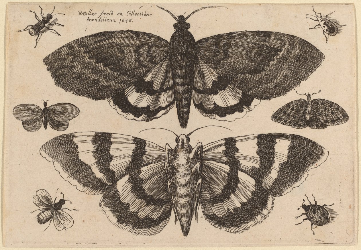 Två malar och sex insekter av Wenceslaus Hollar