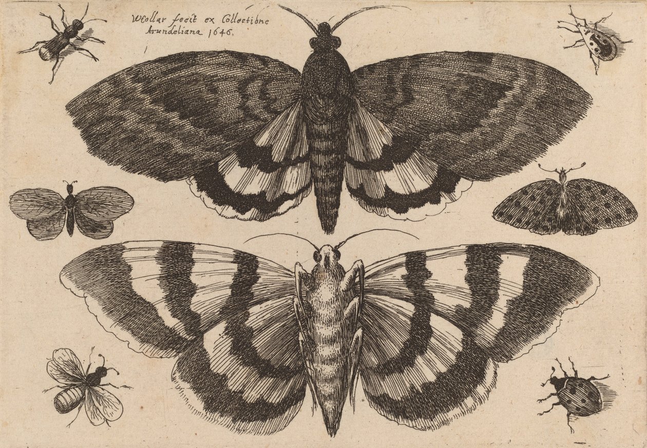 Två malar och sex insekter, 1646. av Wenceslaus Hollar