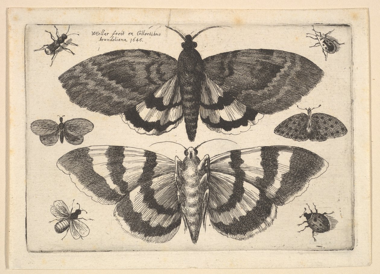 Två nattfjärilar och sex insekter, 1645. av Wenceslaus Hollar