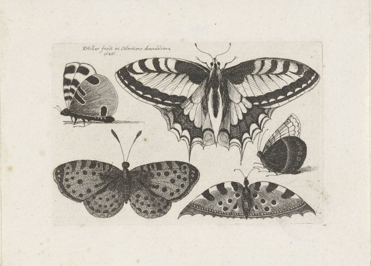 Fem fjärilar Insekter (serietitel) Muscarum Scarabeorum (serietitel) av Wenceslaus Hollar