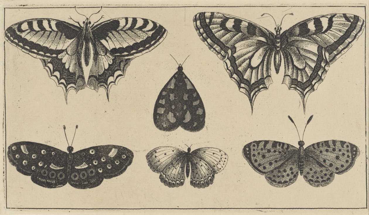 Fem fjärilar och en nattfjäril Olika insekter (serietitel) Diversae Insectorum (serietitel) av Wenceslaus Hollar