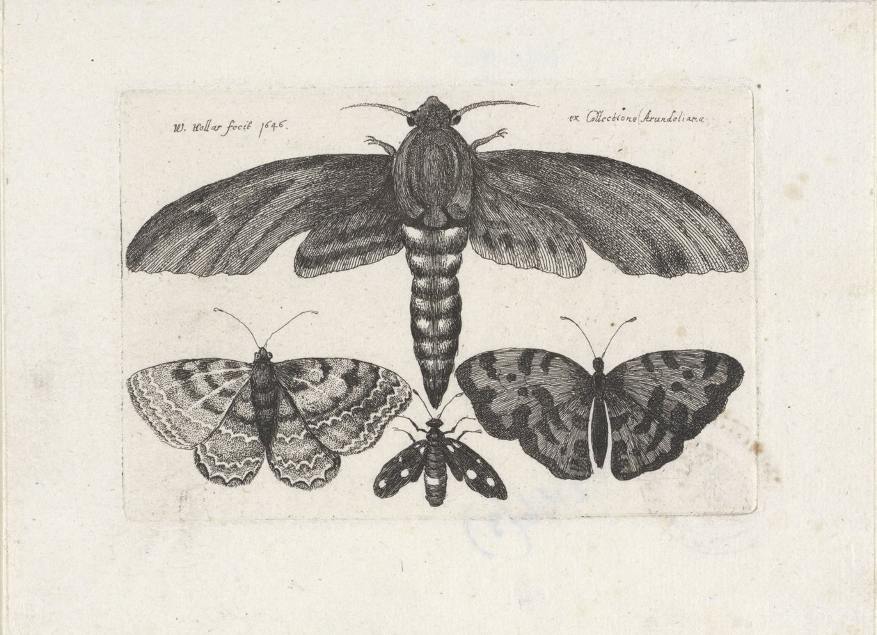 Fjärilar och en mal Insekter (serietitel) Muscarum Scarabeorum (serietitel) av Wenceslaus Hollar