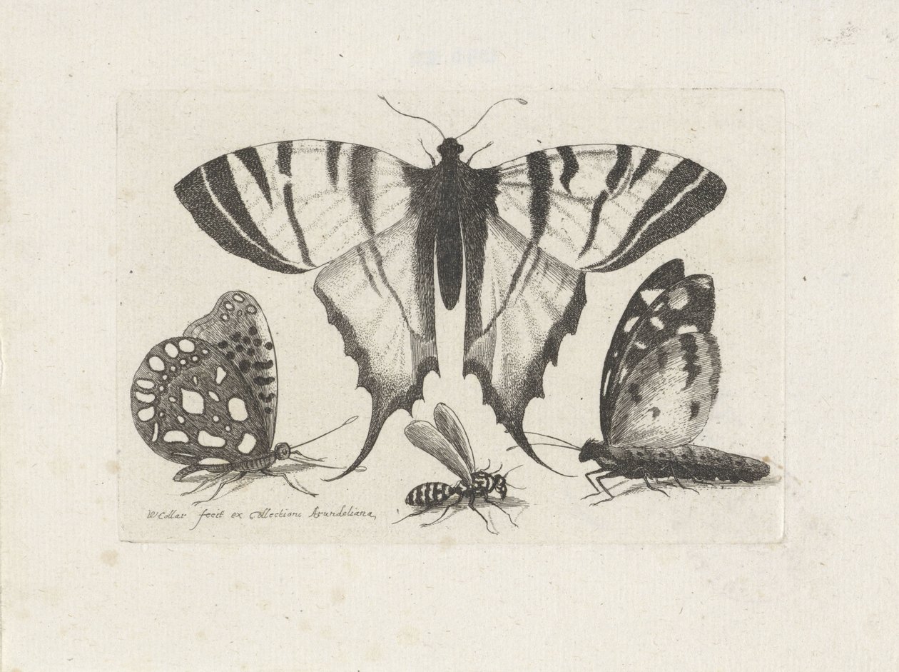 Fjärilar och en geting Insekter (serietitel) Muscarum Scarabeorum (serietitel) av Wenceslaus Hollar